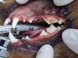 犬の歯の破折